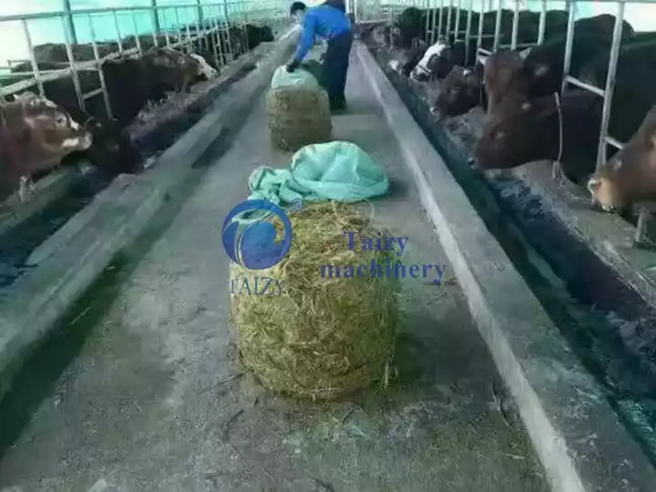 silage bale for feeding