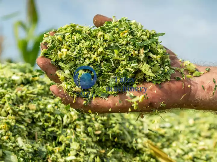 alimentação de silagem