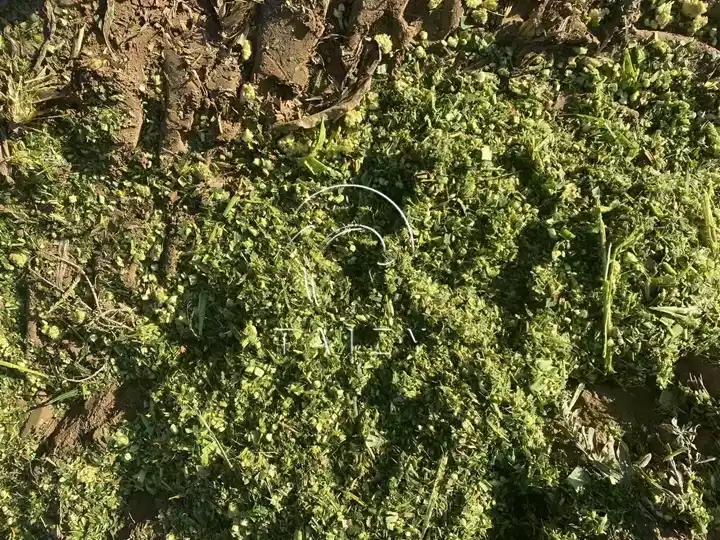 demonstration of silage harvesting