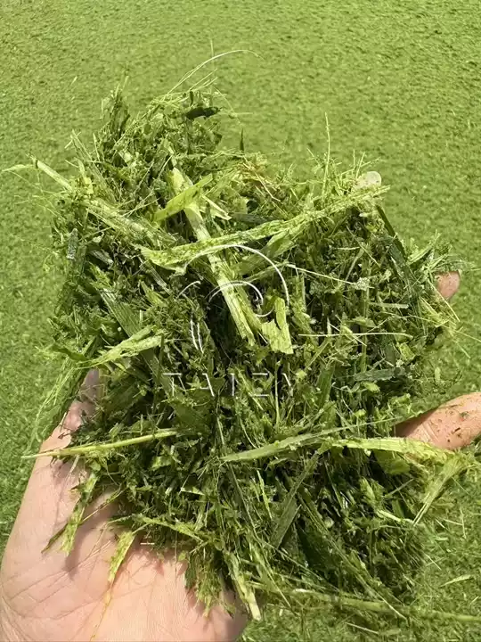 chopped corn silage material sample