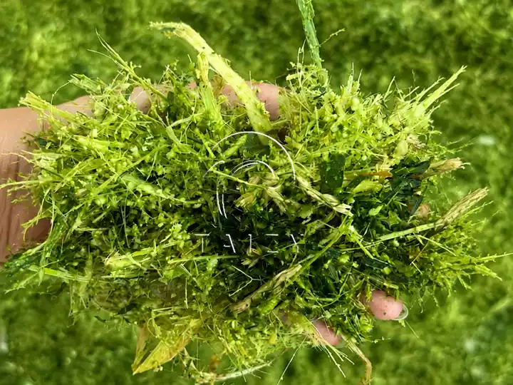 shredded silage feed